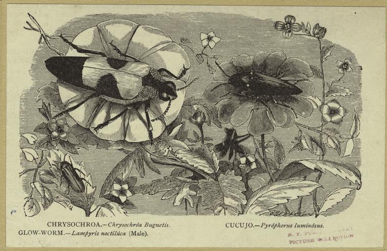 Black and white print of insects. Courtesy New York Public Library.