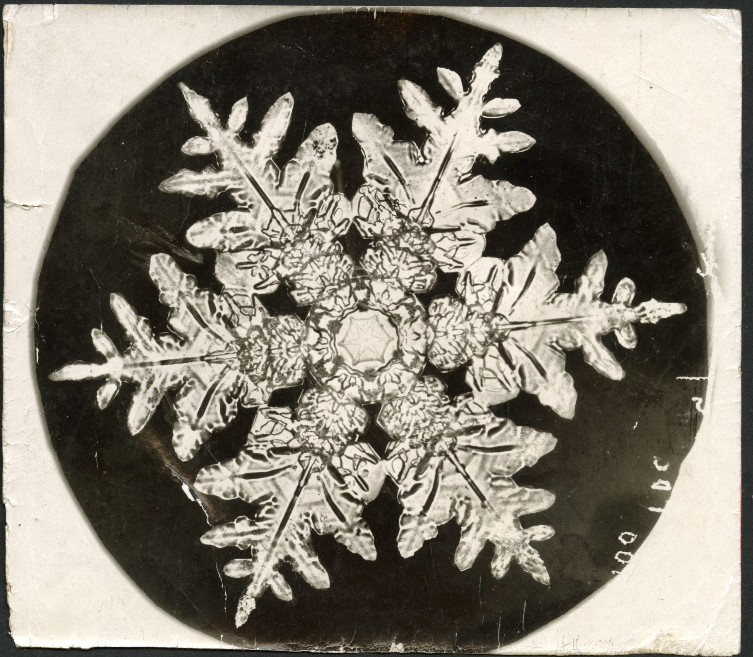 A microscope slide of a white snowflake on a black background.
