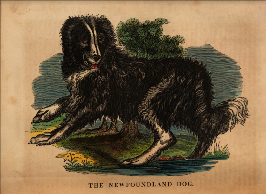 Colored engraving of Newfoundland Dog from Merry's Museum, July 1941. Public domain. 