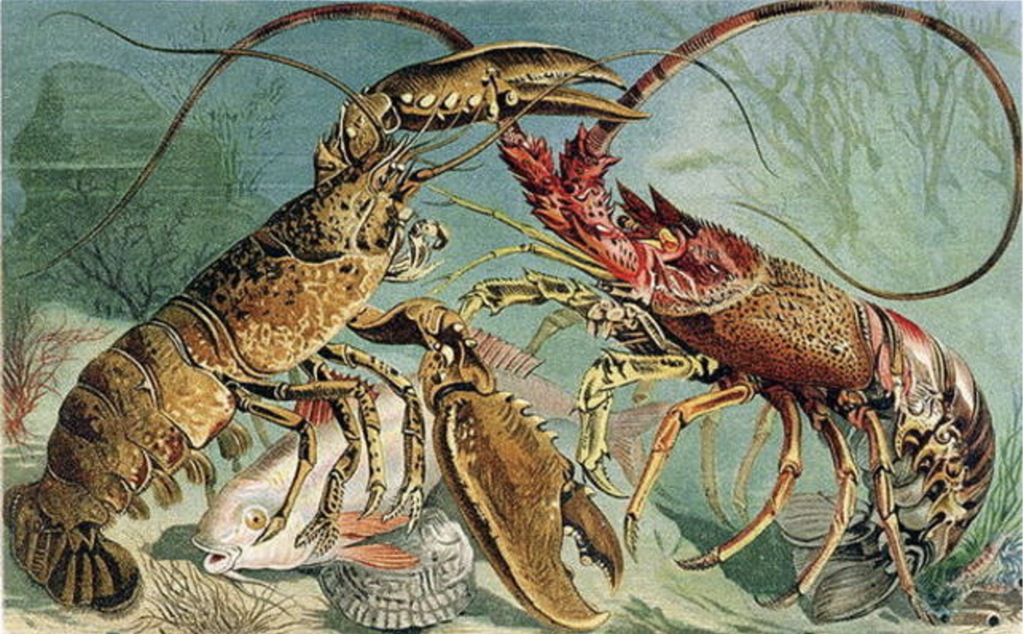Colored image of American Lobster (1890). Alfred Edmund Brehm. Public domain.