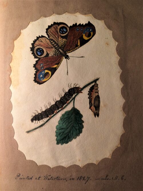 Watercolor painting  of caterpillar and butterfly by Child, 1827.