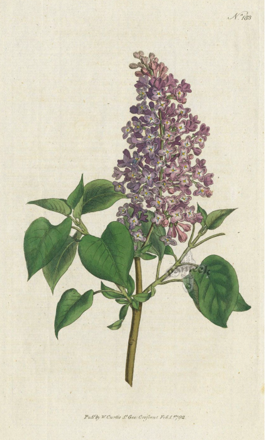 Botanical print of common purple lilac (Syringa vulgaris). W. Curtis, 1792. Public domain.