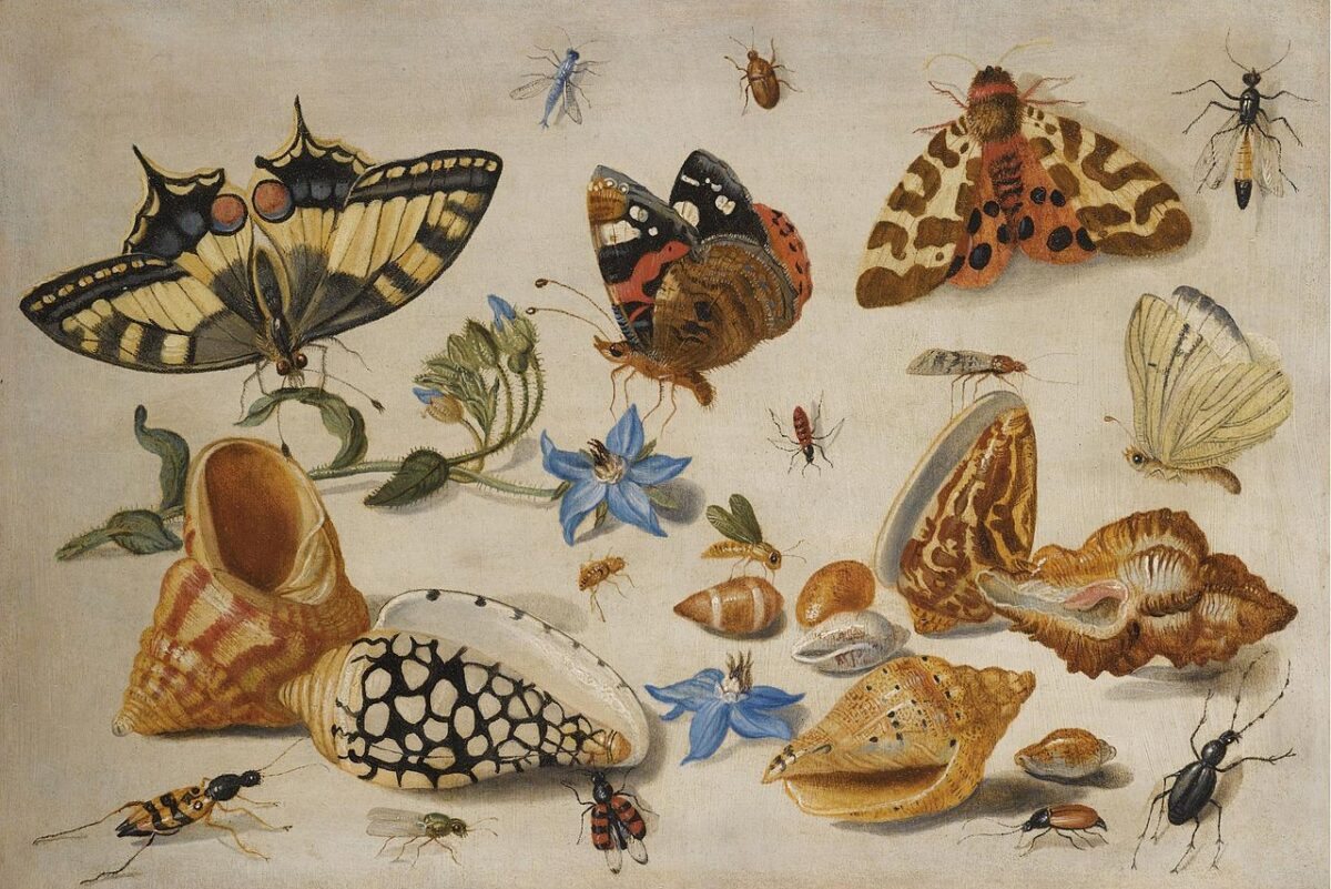 Painting of insects and flowers, 17th century. Jan van Kessel the Elder. Public domain.
